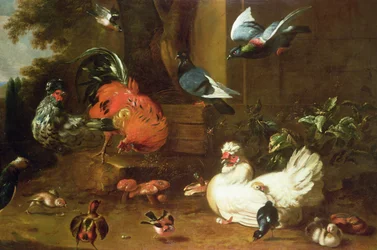 Volaille dans le parc