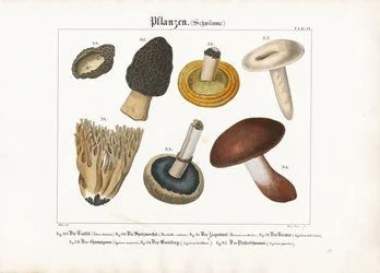 Champignons comestibles et vénéneux
