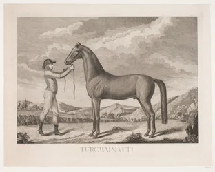 Le cheval "Turcmainatti"