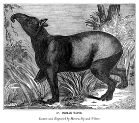 Tapir indien, 1843