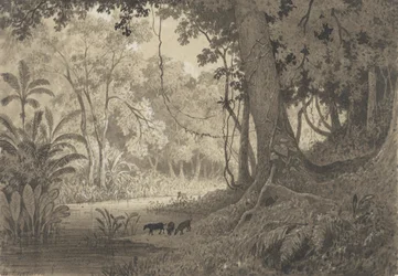 Paysage forestier près de Tamana