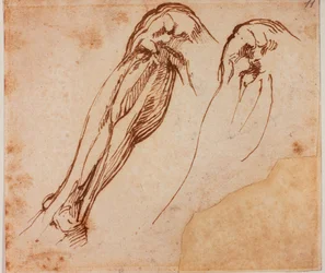 Deux études de jambes