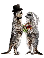 Suricates Mariés sur Blanc, 2020