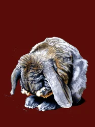 Pattes de Lapin sur Oxyde Rouge