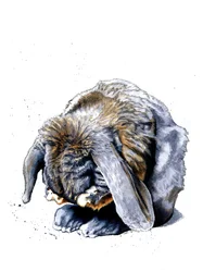 Pattes de Lapin sur Blanc