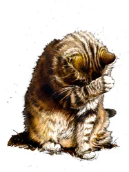 Smallfry Le Chat sur Blanc, 2019