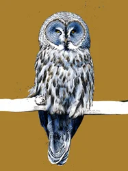 Le Grand Hibou Gris sur Jaune Doré