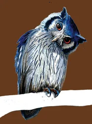 Le Hibou à Face Blanche du Nord sur Orange Brûlé, 2020