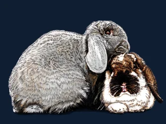 Pensées de Lapins sur Bleu Minuit, 2020