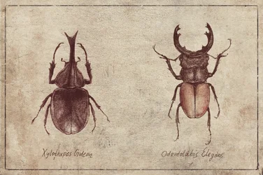 Illustrations de coléoptères