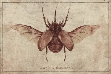 Eupatorus gracilicornis (copie)