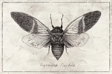 Illustration d
