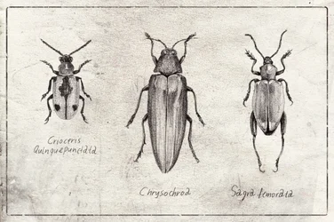 Symphonie d