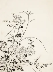 Fleurs et herbes d