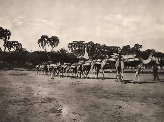Caravane de chameaux, 09/05/1936