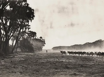 Bétail conduit vers la rivière Gasc, 09/05/1936