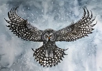 Le vol de la chouette lapone