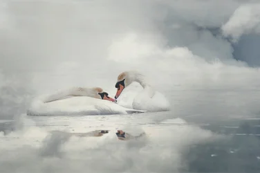 Un couple de cygnes sereins