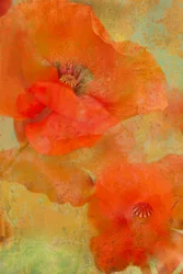 Des coquelicots orange vif