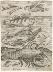 Étude de quatre poissons et un homard
Piscium vivae icones (titre de la série)