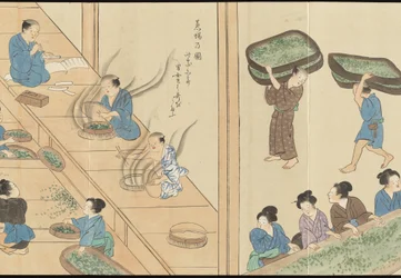 Illustrations de la production du thé Uji