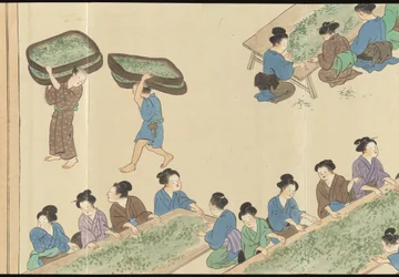 Illustrations de la production du thé Uji