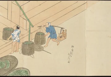 Illustrations de la production du thé Uji