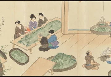 Illustrations de la production du thé Uji