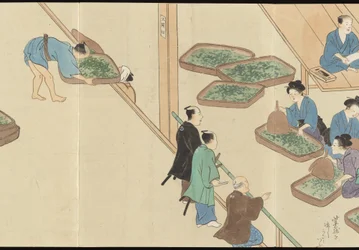 Illustrations de la production du thé Uji