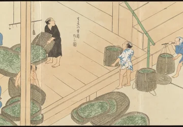 Illustrations de la production du thé Uji