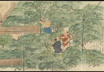 Illustrations de la production du thé Uji