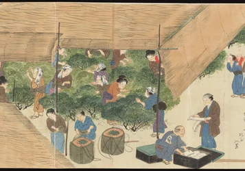 Illustrations de la production du thé Uji