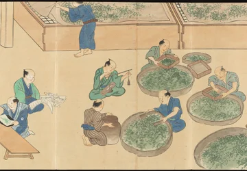 Illustrations de la production du thé Uji