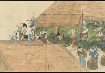 Illustrations de la production du thé Uji