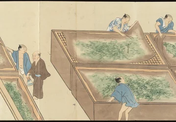 Illustrations de la production du thé Uji