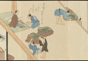 Illustrations de la production du thé Uji