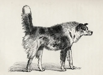 Chien de berger métis avec des intentions hostiles, de 