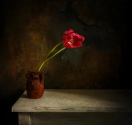Tulipe rouge « Moody »