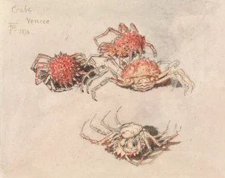 Études de crabes-araignées, Venise