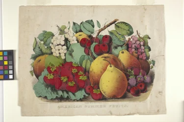 Fruits d