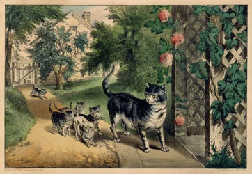 Le retour de la chatte