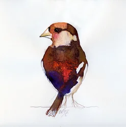 Bouvreuil rougissant, 2017