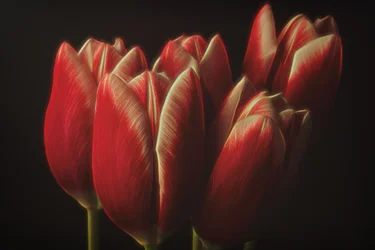 Tulipes rouges « Moody »