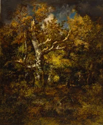 Forêt de Fontainebleau, automne