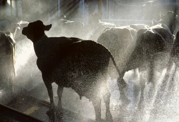 Les vaches laitières sont lavées sous une douche avant d