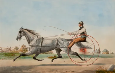 Eddy le gris