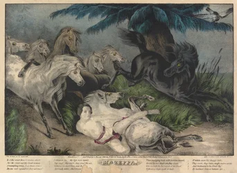 Mazeppa, planche 3 (entouré de chevaux sauvages)