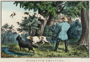 Chasse à la bécasse