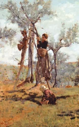 La récolte des olives, vers 1892