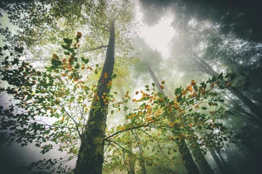 Forêt automnale brumeuse